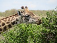 0134 Safari in der Massai Mara - Massai-Mara-Giraffe