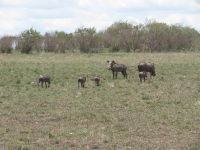 0134 Safari in der Massai Mara -Warzenschweine