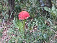 0135  Massai Mara Bush-Camp - Feuerlilie