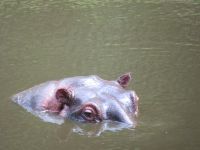 0136  Massai Mara Bush-Camp - Flusspferd als Nachbar