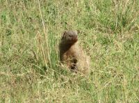 0140  Massai Mara - Zebramanguste