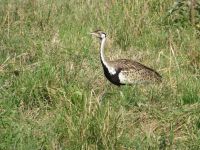 0141  Massai Mara - Schwarzbauchtrappe