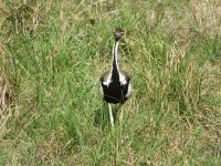 0142  Massai Mara - Schwarzbauchtrappe