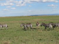 0143  Massai Mara - Zebras