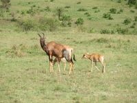 0146  Massai Mara - Topi-Antilopen mit Jungtieren