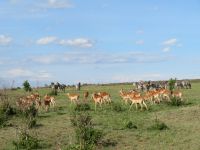 0148  Massai Mara - Große Tierherden