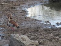0150  Massai Mara - Nilgänse