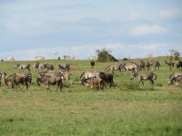 0152  Massai Mara - Zebras und Gnus 