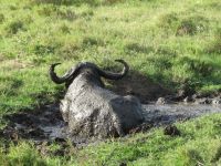 0156  Massai Mara - Büffel im Schlammbad