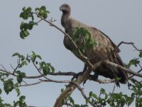 0158  Massai Mara - Weißrückengeyer