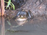 0159  Massai Mara - Kröte