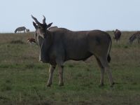 0160  Massai Mara -Elan-Antilope 