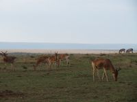 0162  Massai Mara - Kuhantilopen
