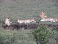 0163  Massai Mara - Löwen