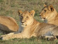 0168  Massai Mara - Löwen