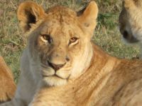 0169  Massai Mara - Löwe