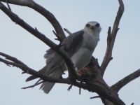 0172  Massai Mara - Gleitar