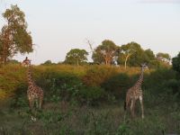 0178 Massai Mara - Massai-Giraffen