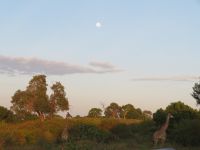 0179 Massai Mara - Morgenstimmung mit Massai-Giraffen