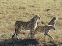 0184 Massai Mara - Geparden