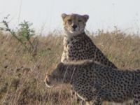 0186 Massai Mara - Geparden