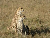 0187 Massai Mara - Geparden