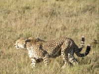 0190 Massai Mara - Gepard