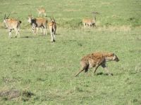 0193 Massai Mara - Tüpfelhyäne