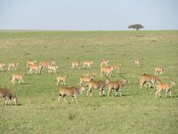 196 Massai Mara - Elanantilopen