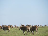 0197 Massai Mara - Elanantilopen