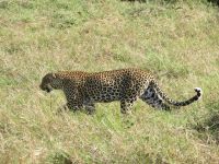 0202 Massai Mara - Leopard