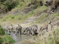 0212 Massai Mara - Steppenzebras