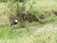 0213 Massai Mara - Sattelschnabelstorch