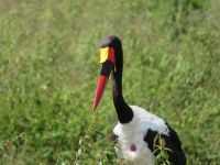 0214 Massai Mara - Sattelschnabelstorch