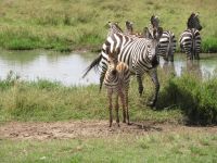 0214 Massai Mara -Steppenzebra