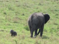 0215 Massai Mara - Elefant mit ganz kleinem Jungtier