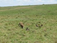0218 Massai Mara - Hyäne mit Beute