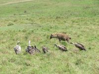 0219 Massai Mara - Tüpfelhyäne, Weißrücken- und Wollhalsgeyer mit Beute