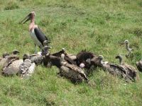 0220 Massai Mara - Marabu, Weißrücken- und Wollhalsgeyer mit Beute