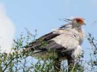 0223 Massai Mara - Geyer