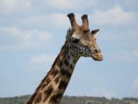 0225 Massai Mara - Giraffe