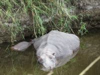 0226 Massai Mara Bush Camp - Flusspferd mit Jungtier im Wasser