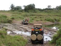 0227 Massai Mara - auf dem Weg zur nächsten Safari