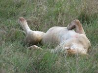 0229 Massai Mara - Löwin