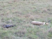 0231 Massai Mara - Löwin mit Beute