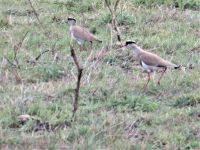 0232 Massai Mara - Kronen-Kibitze mit Jungtier (links etwas unscharf als Federknäul in der Kuhle zu erkennen)
