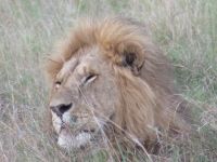 0235 Massai Mara - Löwe