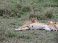 0237 Massai Mara - Löwen