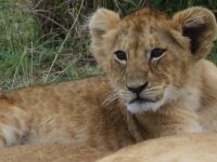 0239 Massai Mara - junger Löwe 