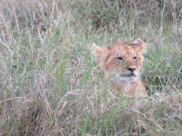 0240 Massai Mara - junger Löwe